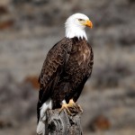 While a bald eagle look for lunch, the Eagle Brief provides an overview of some of the regulations related to eagle conservation and wind energy development, including the U.S. Fish and Wildlife Service's 2009 Eagle Rule and the proposed extension of the permit duration.