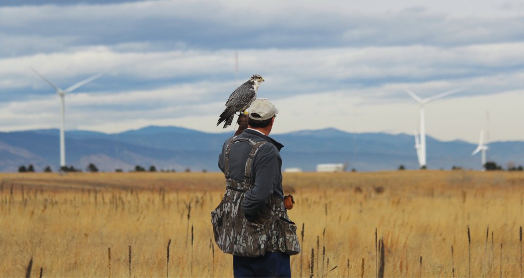 Falconer and friend get ready to test Lauffer's radar. With sample signals, processing specialists might tell more about wildlife behavior over wind farms and from that, devise mitigation strategies.