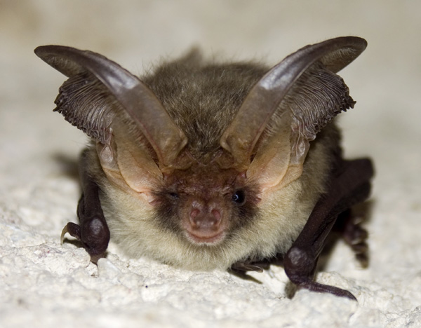 The Energy Department has allotted more than $1.75 million for the development of technologies to help reduce any impacts of wind farms on sensitive bat species.