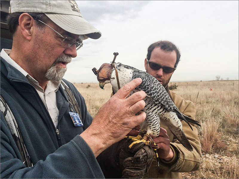 NREL researcher Jason Roadman, right, works with falconer Sam Dollar and Houdini, a peregrine falcon. The falcon is part of a research project to test radar technology being developed by Laufer Wind and NREL that may decrease the number of bird interactions with wind turbines. (Photo by Ismael Mendoza, NREL)