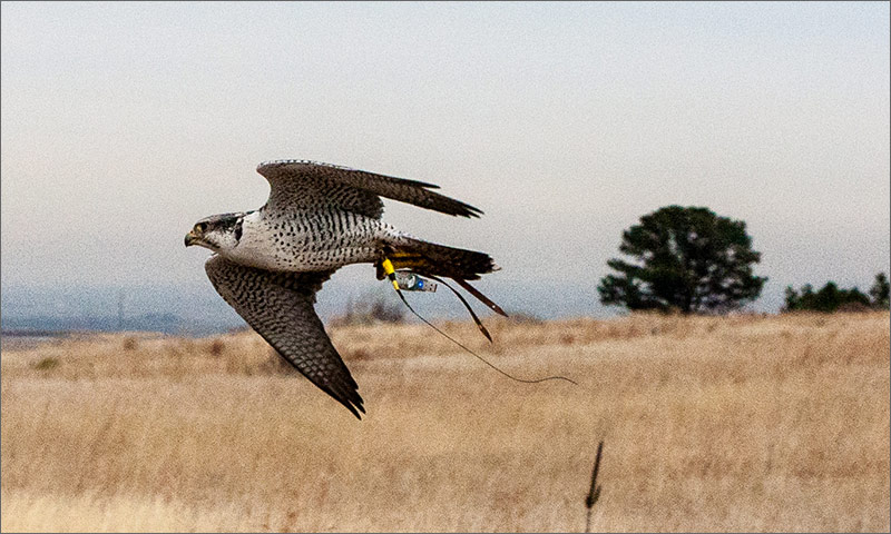 Houdini is carrying a small USB GPS tracker with flashing blue light and a very high frequency tracker. Every second he is in the air is a second that the Laufer radar records data on his movements. Laufer’s radars are connected about 30 feet above the ground to the large wind turbines that are tested at the National Wind Technology Center (Photo by Jason Roadman, NREL)
