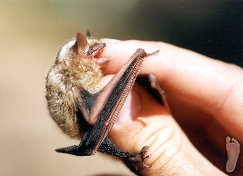 Researchers have developed ultrasonic whistle-like pulse generators to help bats and other wildlife steer clear of wind turbines.