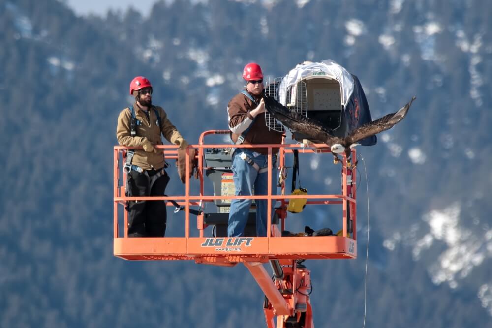 NREL researcher Jason Roadman and veterinarian Seth Oster release a bald eagle from a lift during one of the test flights. | Photo by Lee Jay Fingersh, NREL. 