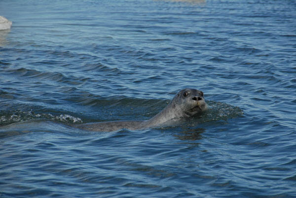 NOAA Fisheries' acoustic guidance divides marine mammals into five hearing groups, recognizing that not all marine mammals hear and use sound identically. The guidance identifies thresholds for each group. Arctic bearded seals, like this one, are extremely vocal. Within the guidance, bearded seals are part of the phocid pinniped hearing group.