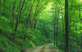 Green pathway