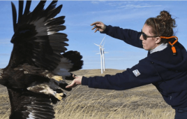 Protecting eagles at Wyoming wind farm