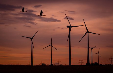 Wind turbines and birds