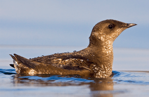 Wind energy development along the U.S. Pacific coast poses a risk to marine birds such as the Marbled Murrelet, which is federally listed as Threatened. Photo by Glenn Bartley