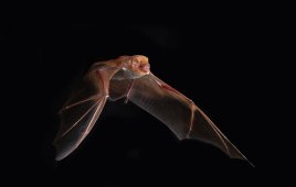 An echolocating bat in flight. (Image courtesy of Bruce Taubert)