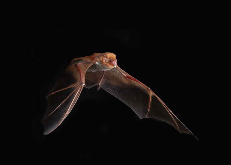 An echolocating bat in flight. (Image courtesy of Bruce Taubert)