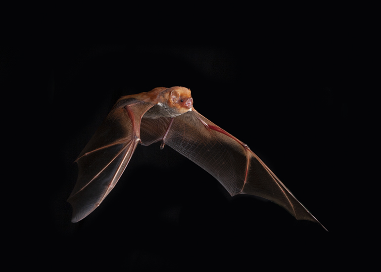 An echolocating bat in flight. (Image courtesy of Bruce Taubert) 