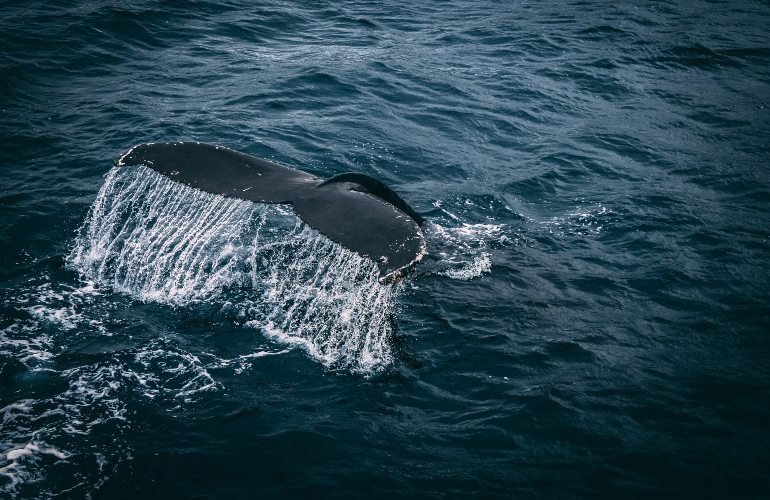 South Fork Wind expands construction protections for endangered whale species - Vimarsana News